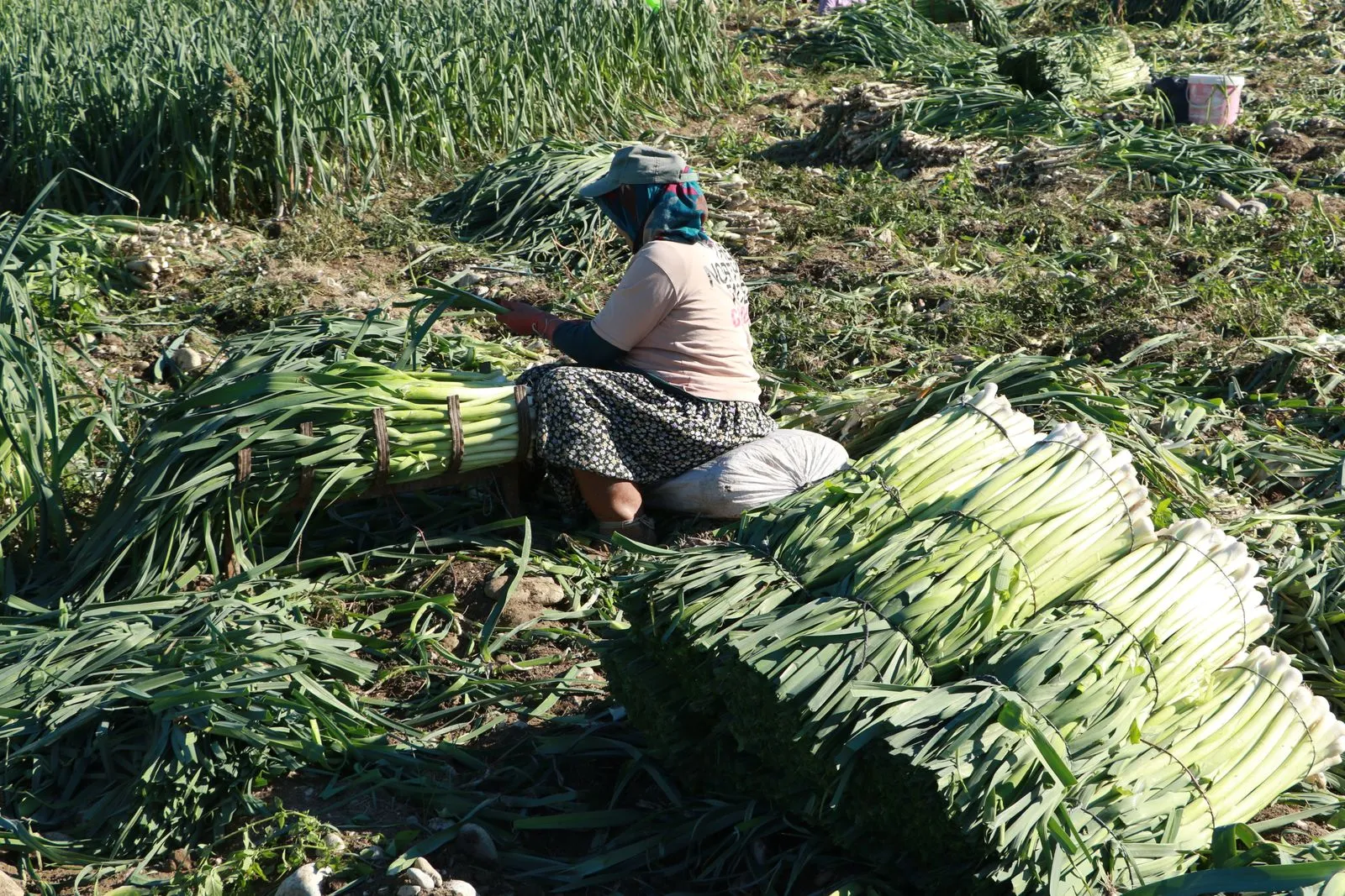 How to Prepare Payroll for Seasonal Farm Workers